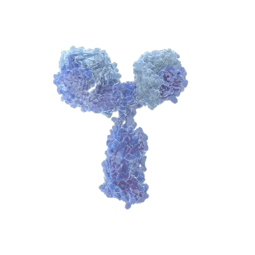 ATG16L1 (Human) IP-WB Antibody Pair